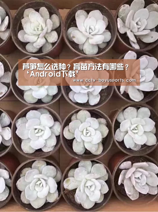 博鱼体育APP